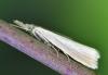 Agriphila straminella